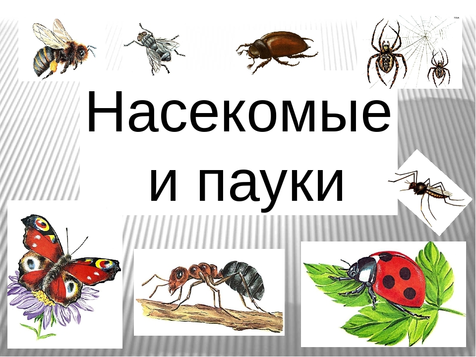 6 групп насекомых. Насекомые для детей. Насекомые тема для детей. Тема недели насекомые и пауки. Насекомые старшая группа.