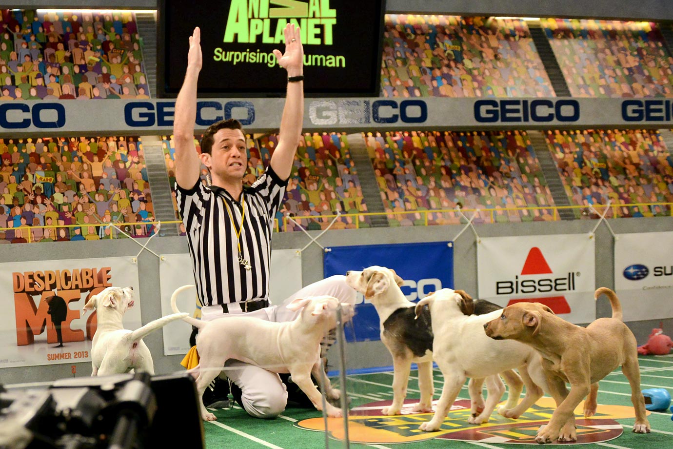 Puppy Bowl 2017 on Animal Planet - Feb 5 | Australian Dog Lover Puppy Bowl 2017 on Animal Planet - Feb 5 | Australian Dog Lover