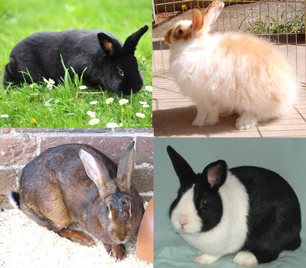 rabbit breeds, rabbit breed, list of rabbit breeds, rabbit breeds list