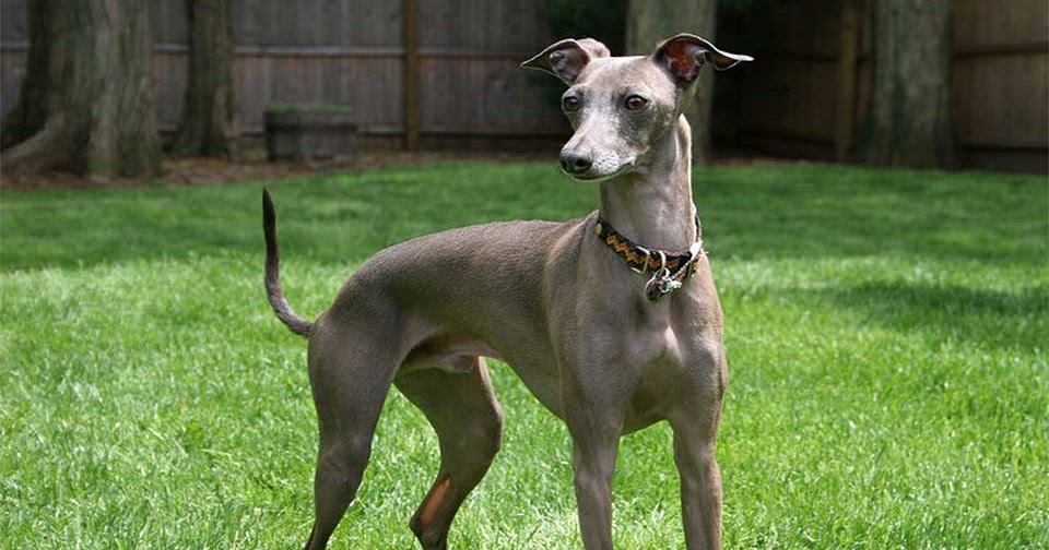 Italian Greyhound Good Companion Dog and Small Breed of Sighthound