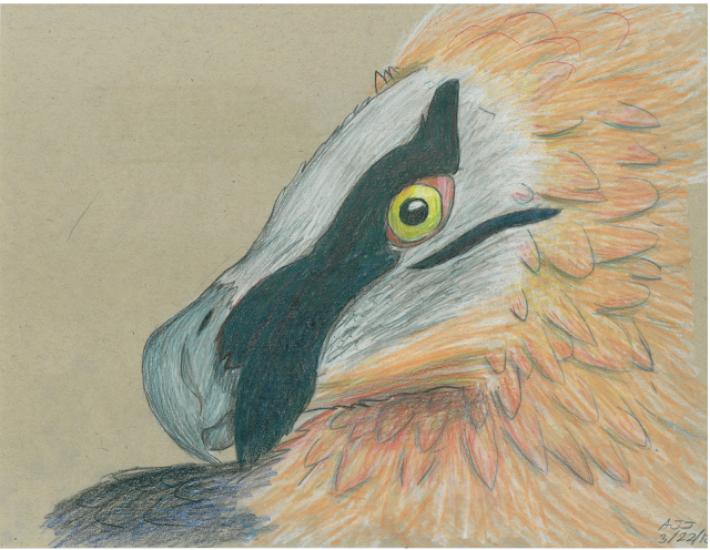 a colored pencil drawing of a bearded vulture