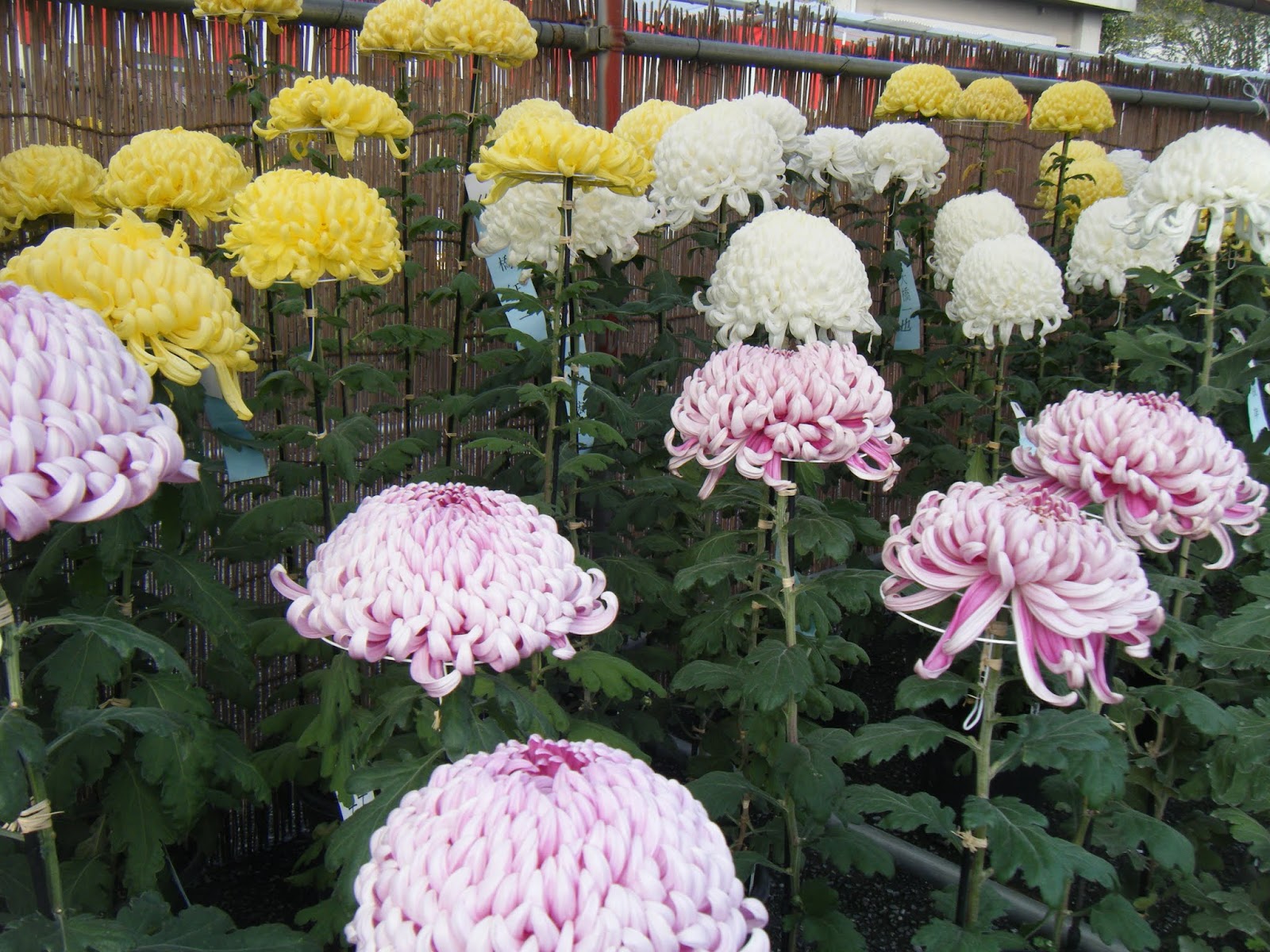 熊谷市の介護施設 はなぶさ苑のブログ 菊花展見学 外出レク はなぶさ温泉デイサービスセンター