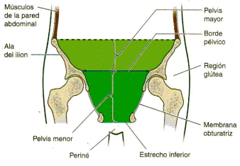 pelvis-generalidades