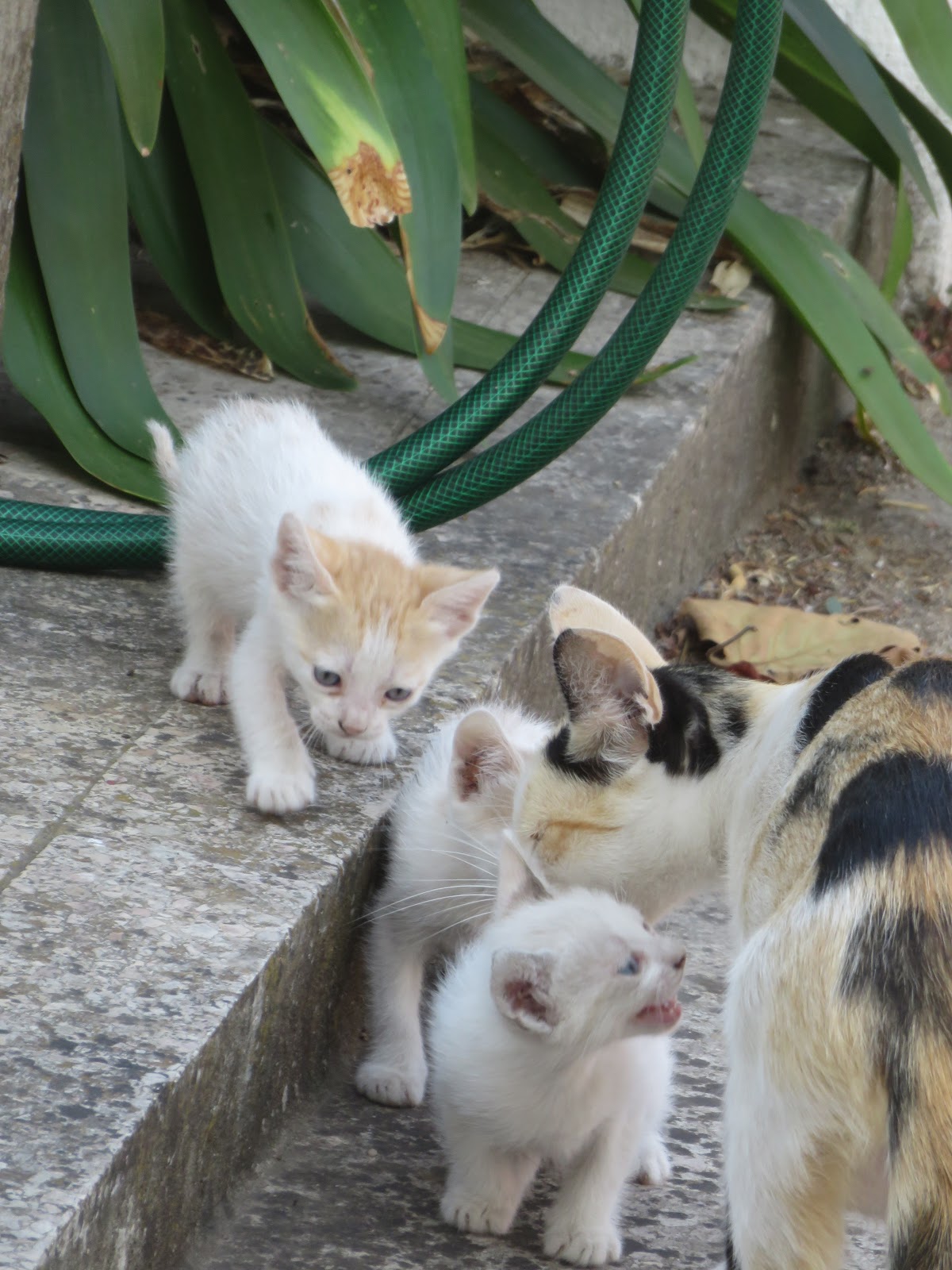 Living With A Feral Cat The Green Bard