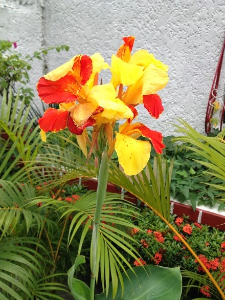 Canna Lily - Mommy's Little Corner