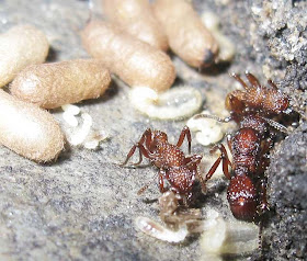 Nest of Gnamptogenys costata ant showing queen, workers, eggs, larvae and pupae