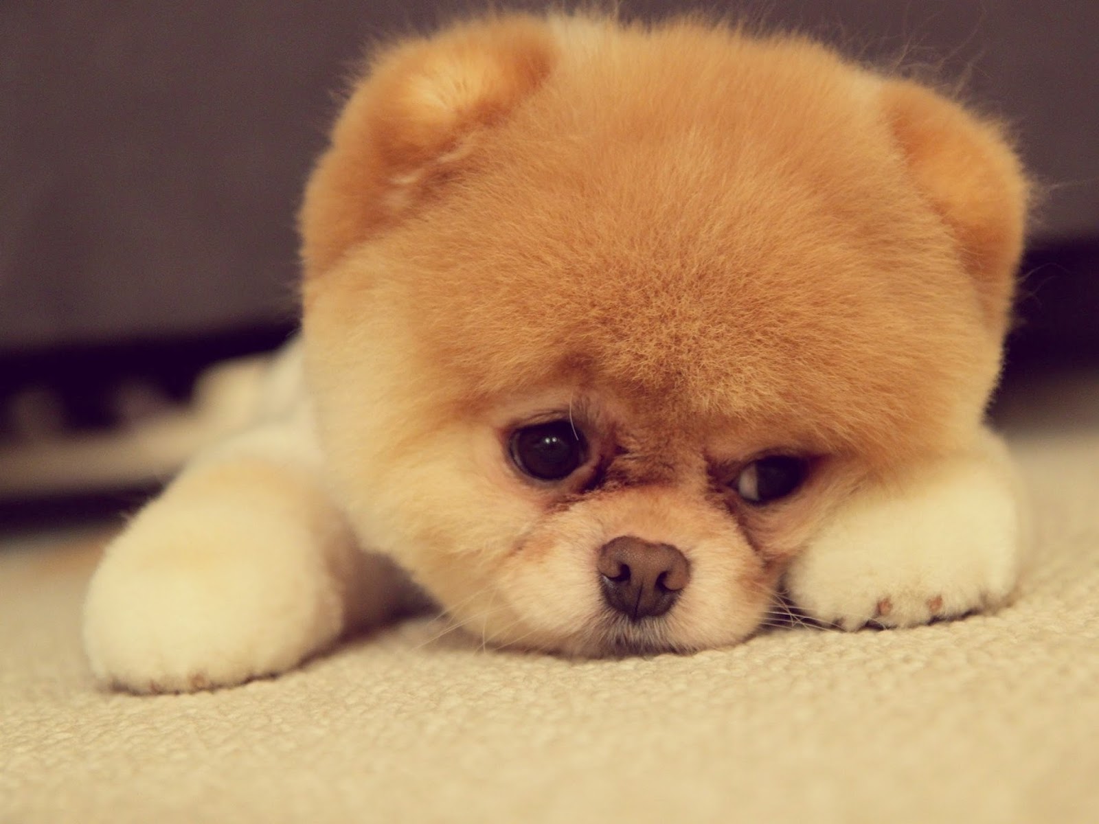 Sad-Puppy-Face.jpg