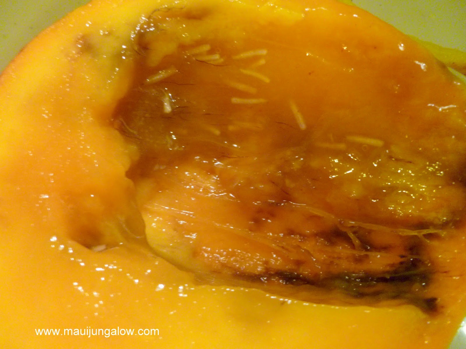 Maui Jungalow Mangoes and Fruit Flies