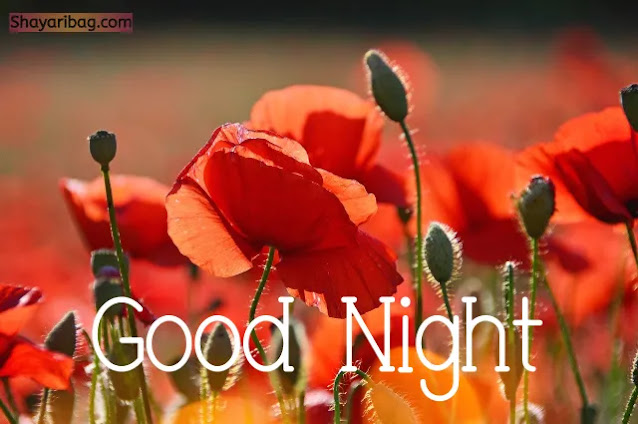 Good Night Images Good Night Images