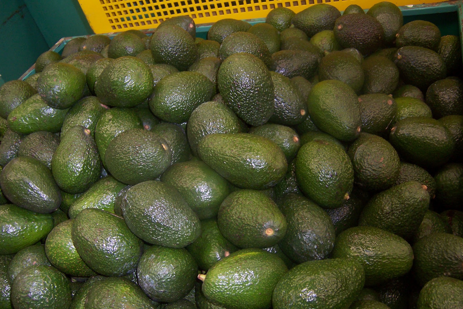 Hispanic Cultures & Civilization 1140 85 The Tanim Avocado