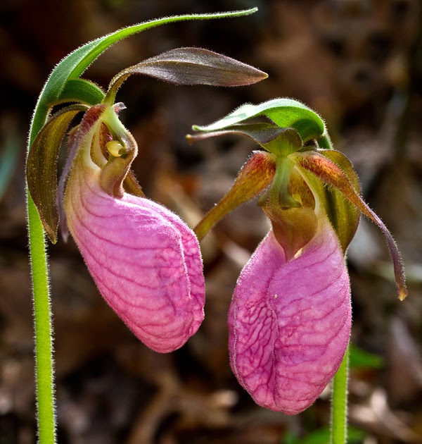The Ohio Nature Blog: Pink Lady Slipper