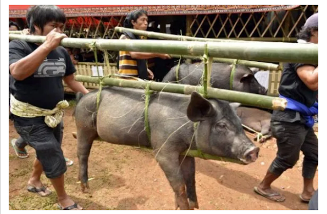 Jika Diharamkan Allah, Untuk Apa Sebenarnya Babi,Babi Diciptakan