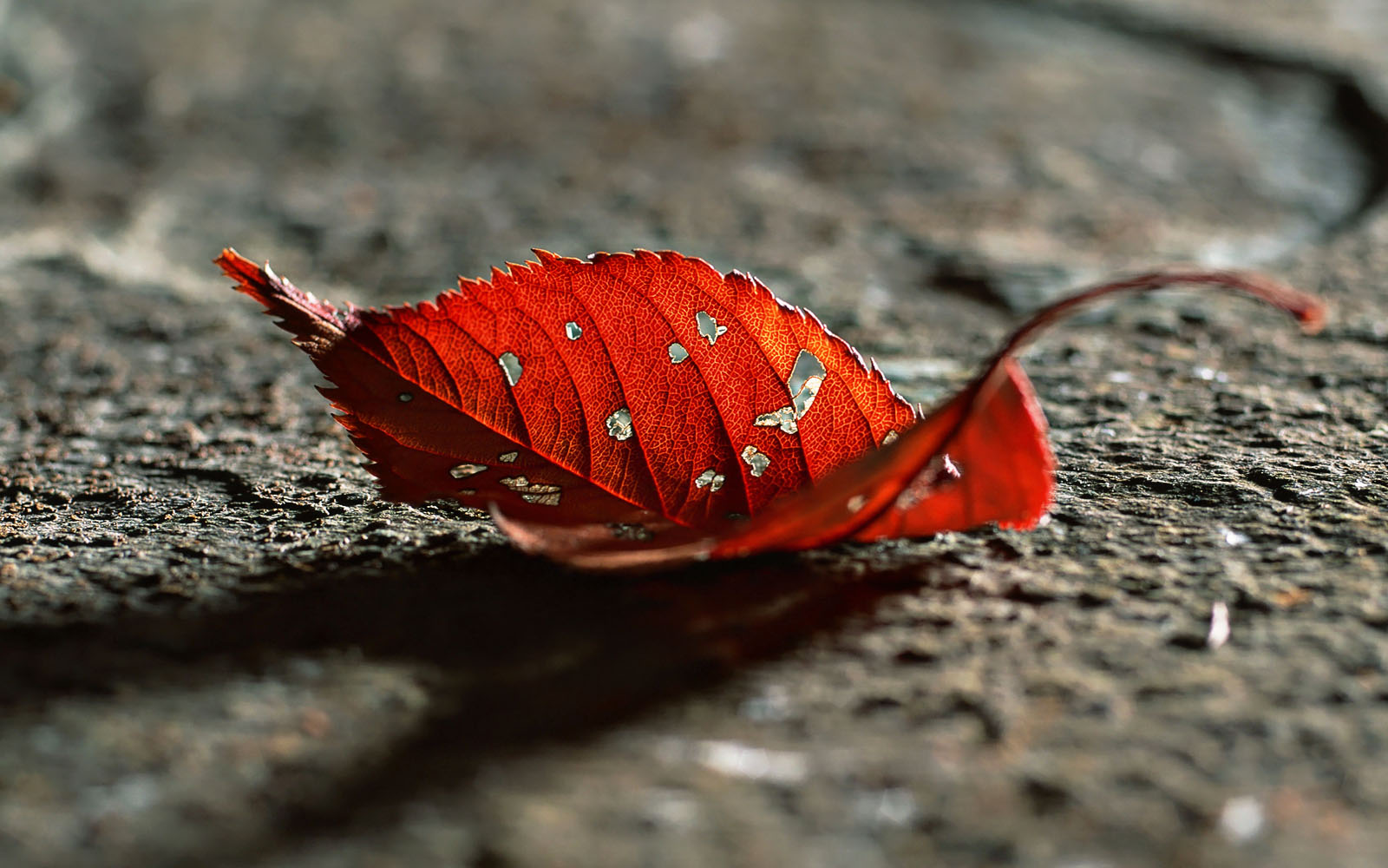 Dry Leaf Wallpapers - Salon des Refusés