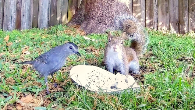 Catbirds Love Dragon Fruit - Squirrels Don't