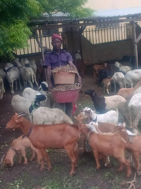 Photos: Niger State Environmental Protection Agency arrest 159 animals for straying and constituting nuisance in Minna