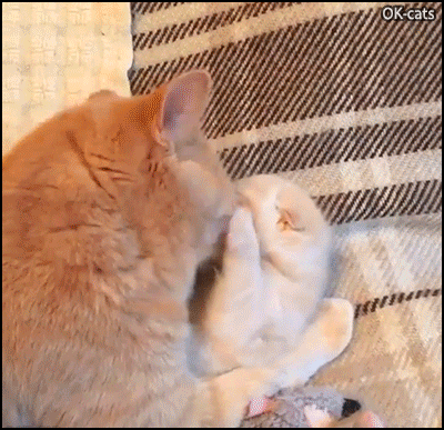 Funny Kitten GIF • Mama cat grooming-licking her cute baby kitten with resistance Funny Kitten GIF • Mama cat grooming-licking her cute baby kitten with resistance