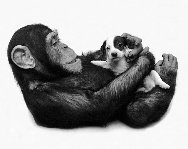Призвание этой обезьяны Анны в том, чтобы воспитывать щенков в парке дикой природы в Англии, и мы считаем, что это — восхитительно!