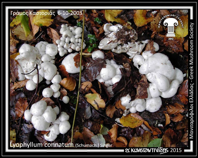Lyophyllum connatum (Schumach.) Singer