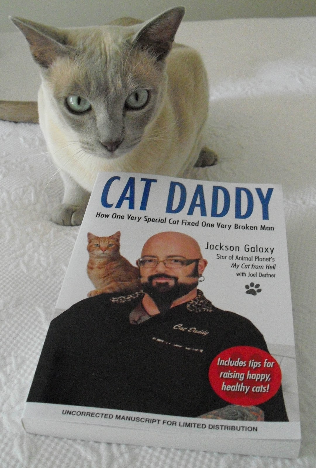 Cat daddy