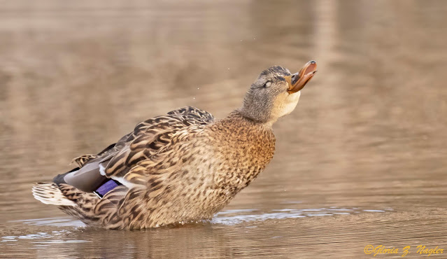 A mallard sits on top of the water with its neck extended and its beak open in a rounded ooooo