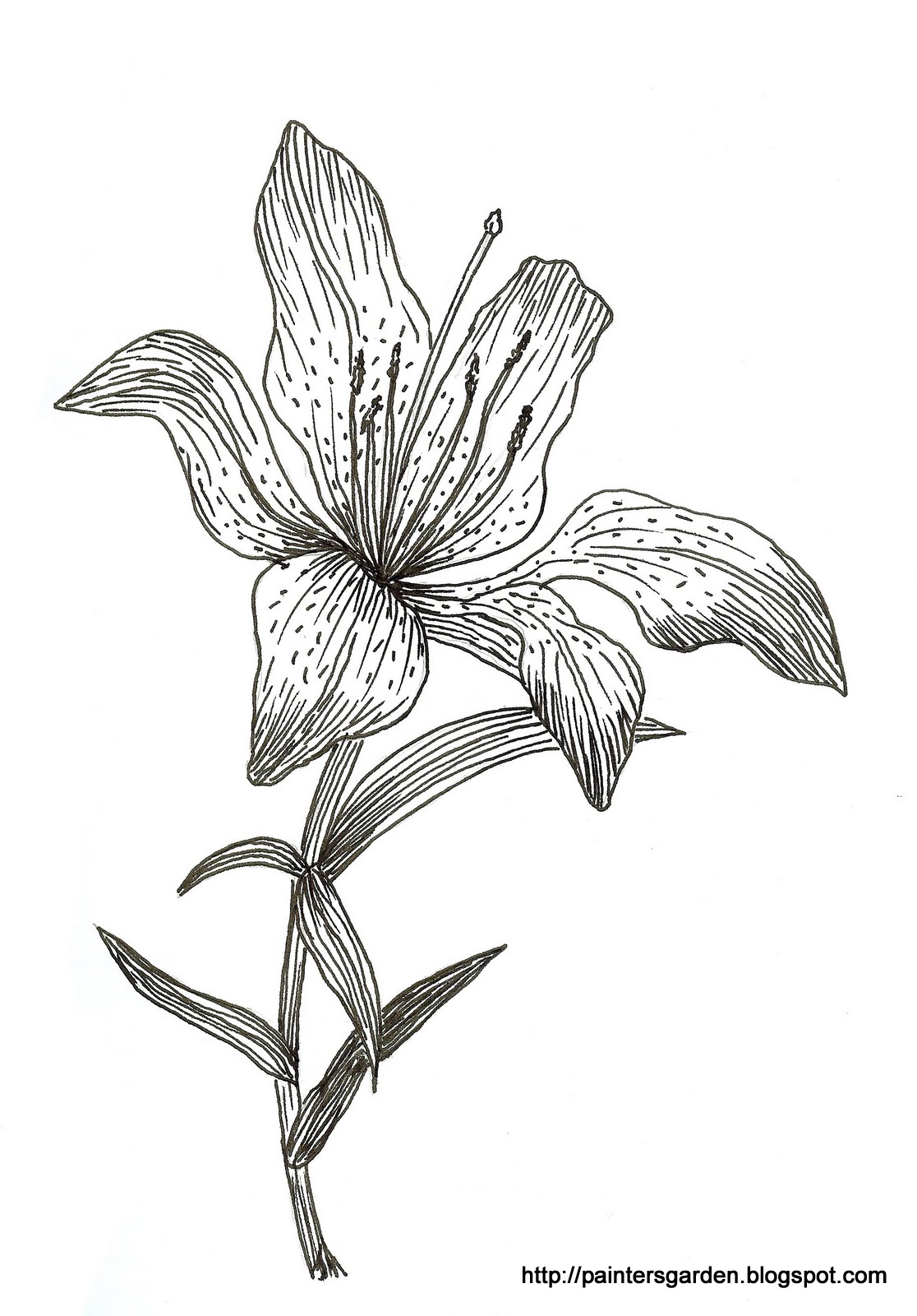 Paintersgarden: New Asiatic Lily Drawing