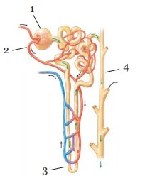 Kunci Jawaban Ipa Kelas 8 Halaman 110 111 112 113 Uji Kompetensi Bab 9 Sistem Ekskresi Manusia Wali Kelas Sd