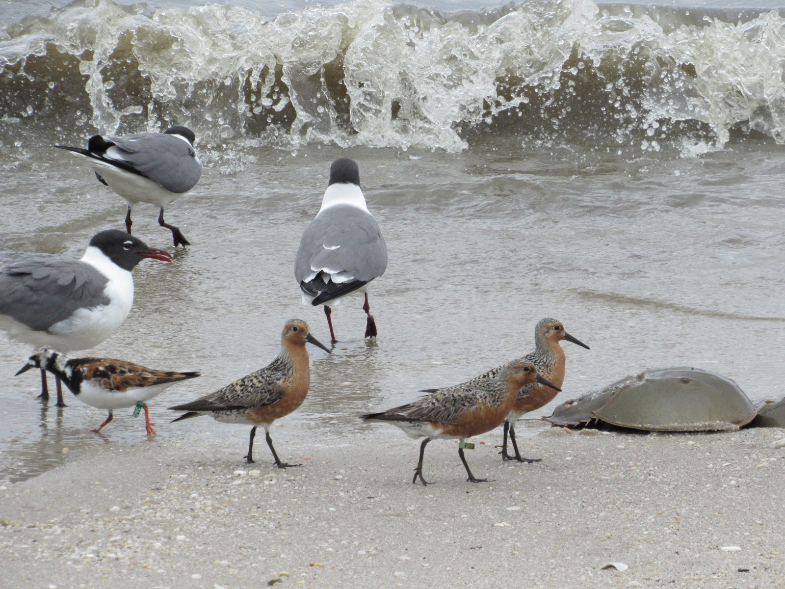 TM Gallery: Reeds Beach high tide May 24, 2017