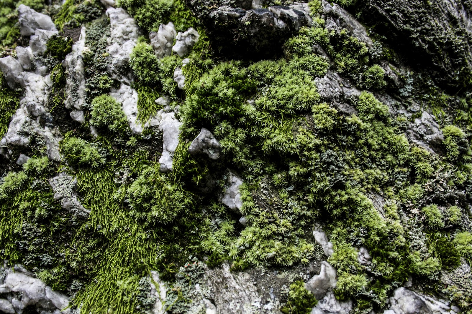 Walking Arizona Moss Covered