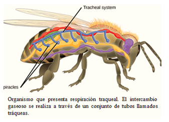 Respiración traqueal Taller la respiracion en los seres vivos