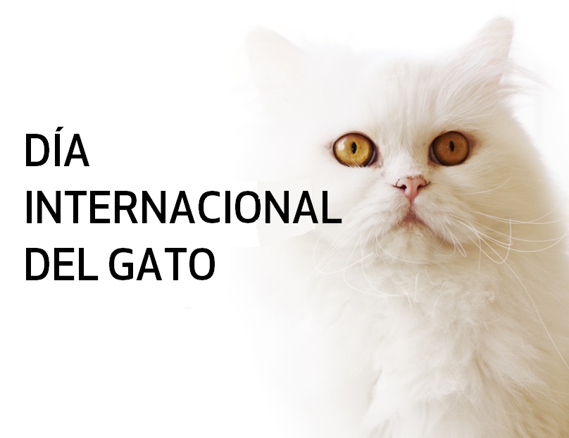 Imágenes Día del Gato Internacional World Cat Day