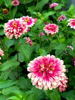 zinnias