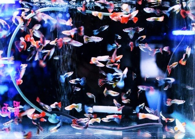 Ukuran Akuarium Ikan Guppy Ukuran Akuarium Ikan Guppy