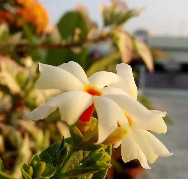 parijat tree grow and care guide parijat tree grow and care guide