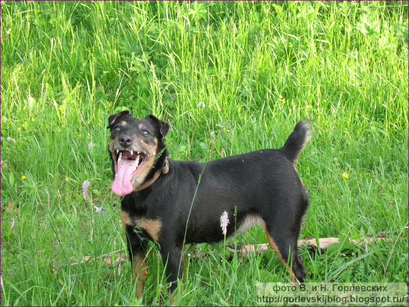 норные собаки на барсука. охотничья собака на барсука. норные собаки на барсука. норная охота на барсука. норные собаки на барсука.