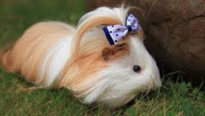 4 Tips Cara Pelihara Marmut Anggora Untuk Para Pemula Kakceng Com