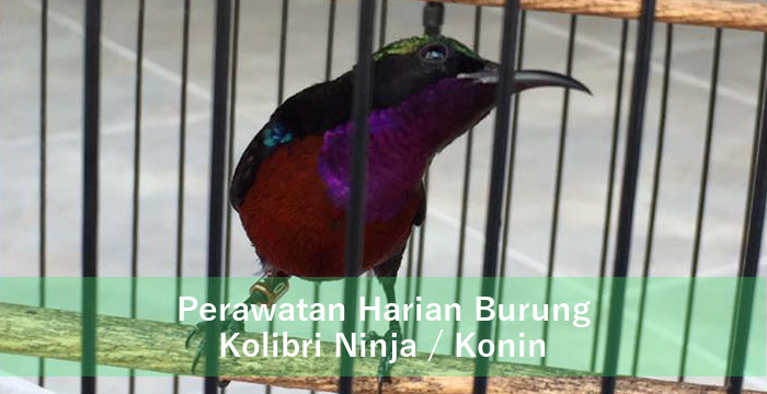 Perawatan Harian Burung Kolibri Ninja Konin