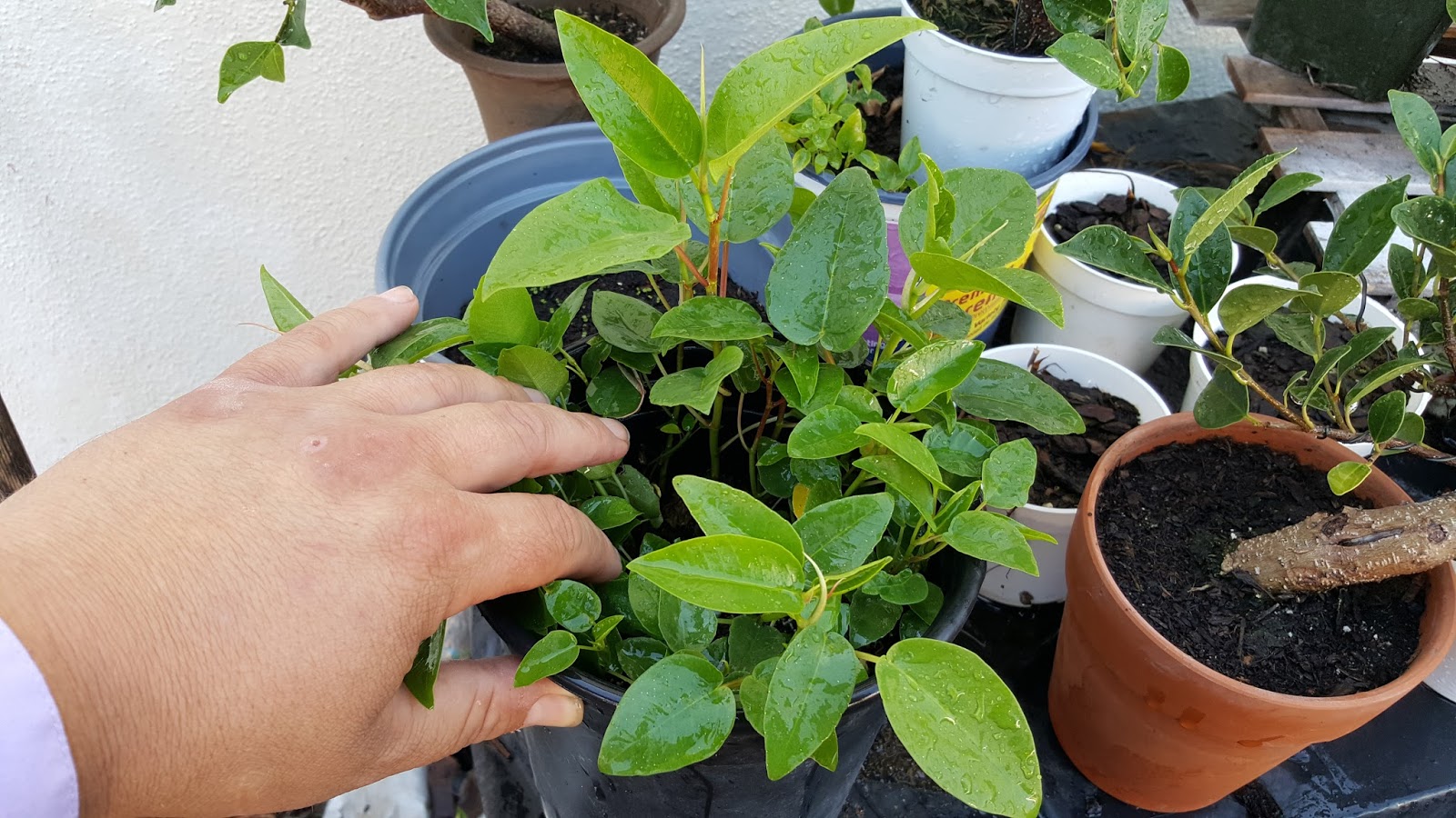 Bonsaimisadventures Grow a fig tree from seed, Moreton bay ficus, Ficus macrophylla