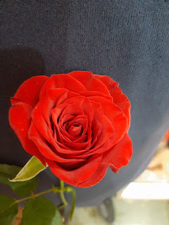 rose image