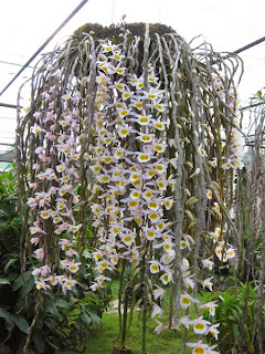  long tu - Dendrobium primulinum