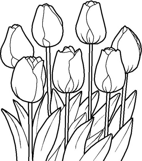 Mewarnai gambar bunga tulip yang indah dan cantik