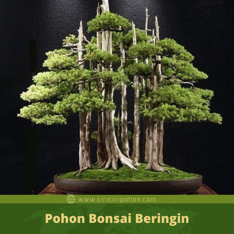 Bentuk Dasar Batang Bonsai Beringin Yang Harus Diketahui Pemula Ciriciripohon Com