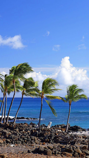 Wallpaper palm trees, sea, beach