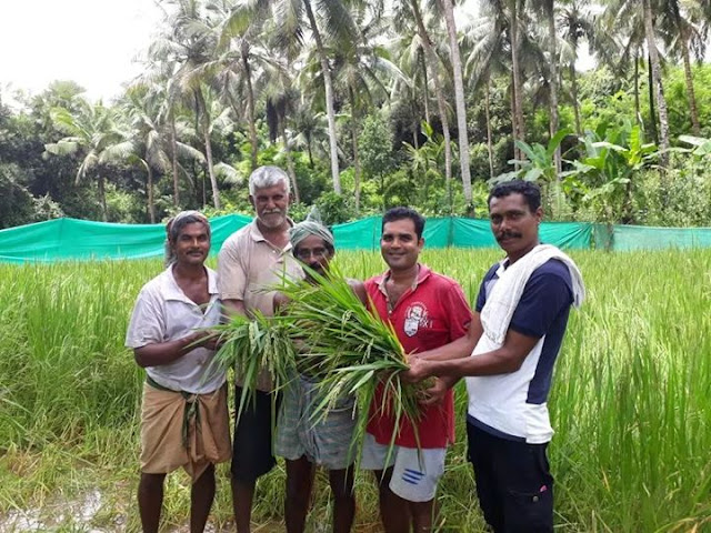 ಗಣೇಶೋತ್ಸವಕ್ಕೆ ಉಚಿತ ತೆನೆ ವಿತರಣೆ: ಸೌಹಾರ್ದ ಮೆರೆದ ಕರಾವಳಿಯ ಕ್ರೈಸ್ತ ಕೃಷಿಕ 