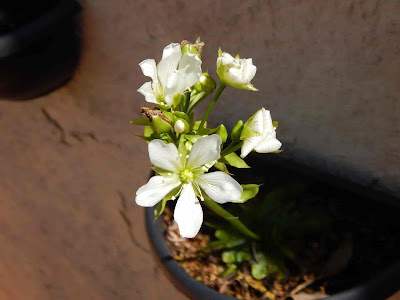 Venus Flytrap Flower