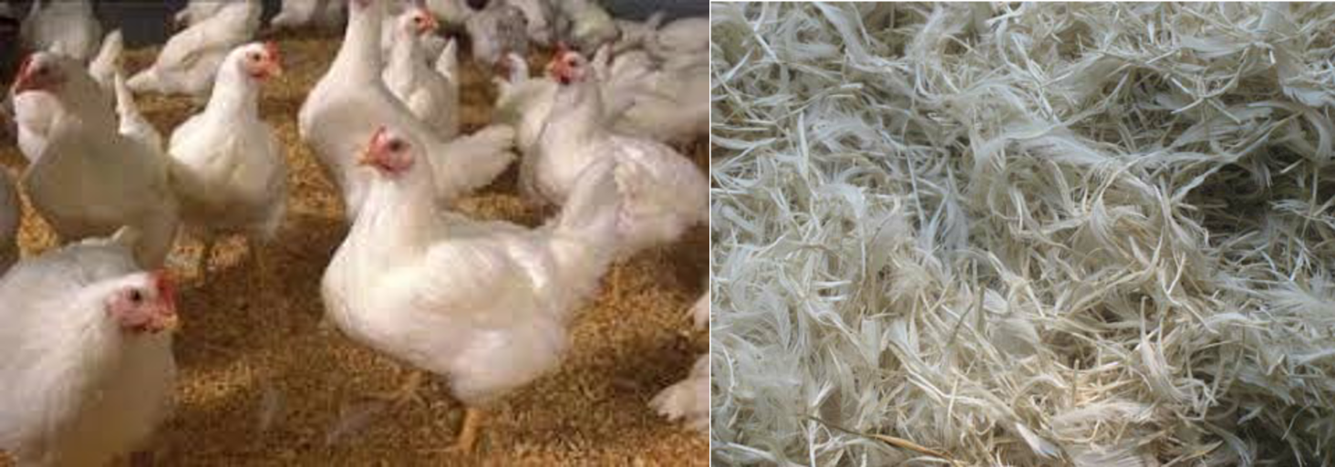 Potentiality of chicken feathers as textile fabrics