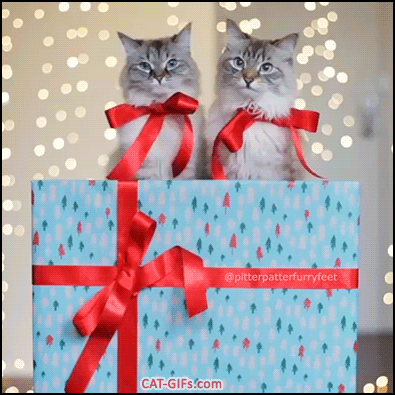 Christmas Cat GIF • Two cute twin cats sitting on a big gift box after a good Xmas dinner Christmas Cat GIF • Two cute twin cats sitting on a big gift box after a good Xmas dinner