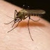  Aπίστευτο βίντεο: Τι γίνεται κάτω από το δέρμα μας όταν μας τσιμπάει ένα κουνούπι; [video]