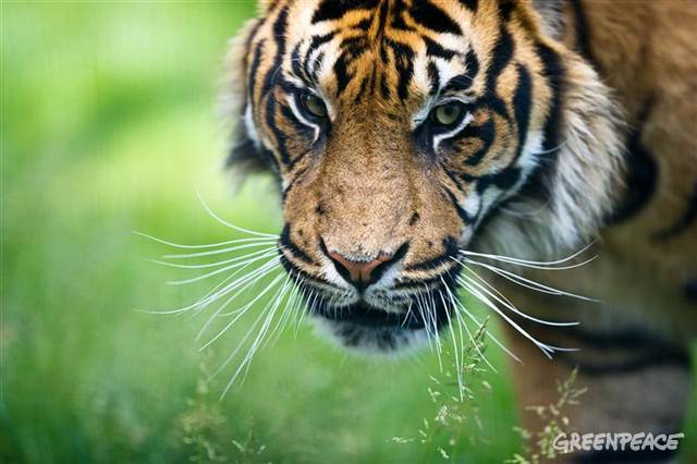 http://loverlem.blogspot.com/2017/10/legenda-harimau-sumatera-di-indonesia.html