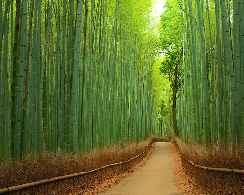 Bamboo Forest – China - Here Are 20 Unbelievable Places You Would Swear Aren’t Real… But They Are.