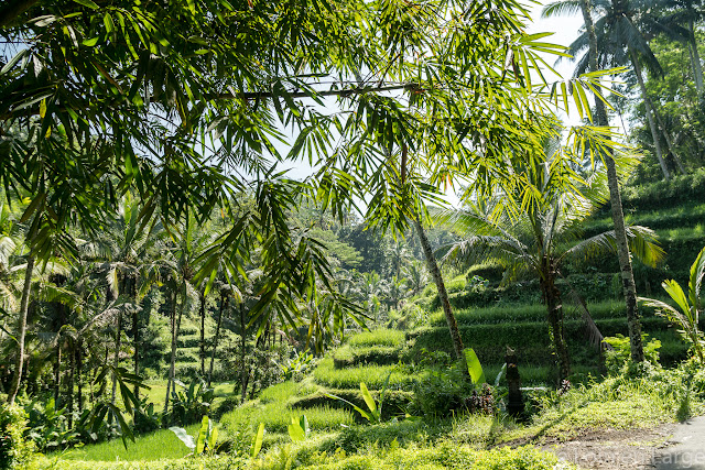 Ceking - Tegallalang - Ubud - Bali